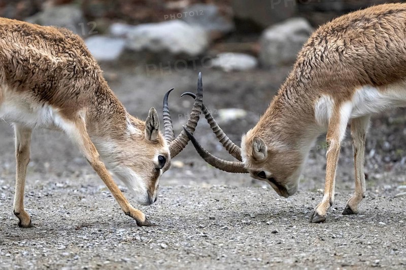 Persian goitered gazelle Gazella subgutturosa subgutturosa