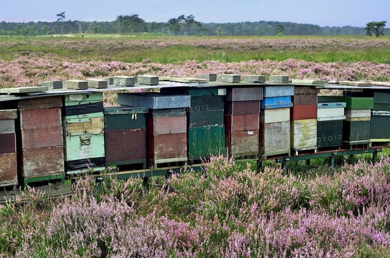 Row of colourful wooden beehives for honey bees (Apis mellifera) in heathland