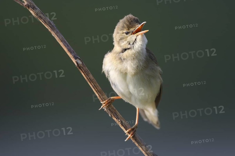 Singing marsh warbler (Acrocephalus palustris) from branch