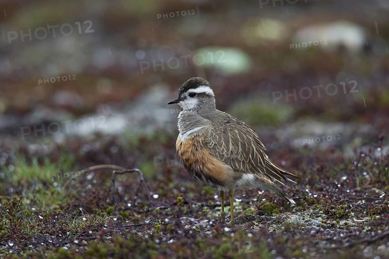 Eurasian Dotterel (Charadrius morinellus) in the rain on the tundra, Sweden, Europe