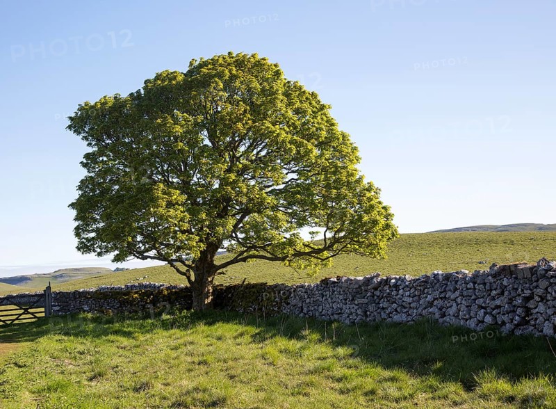 Tree green leaves early summer against blue sky, Malham, Yorkshire Dales national park, England, UK