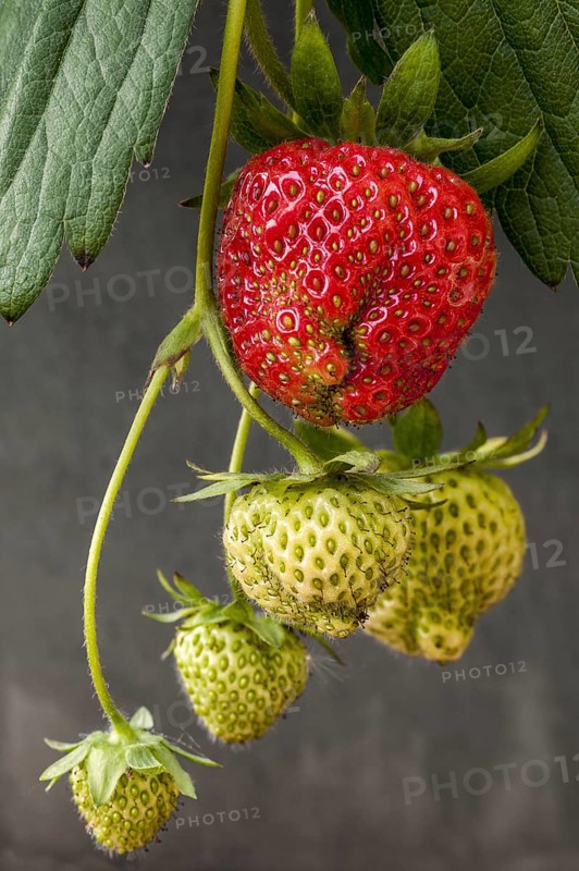 Ripe and unripe garden strawberries (Fragaria) in spring