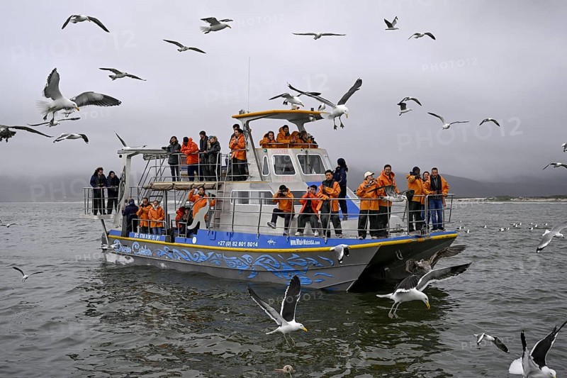 Tourists on a whale safari, near Gaansbai, Western Cape Province, South Africa, Africa