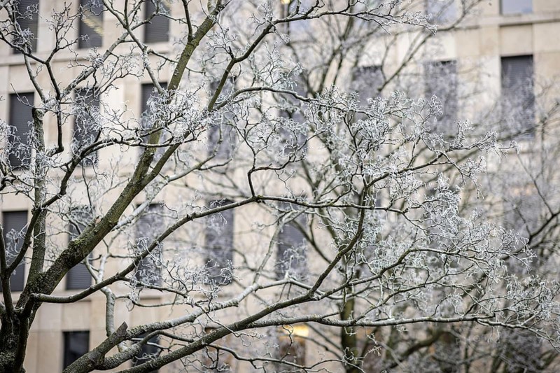 The trees in Berlin are frozen on Thursday morning. There is currently an official warning of icy conditions and permafrost. Berlin, 11.01.2024