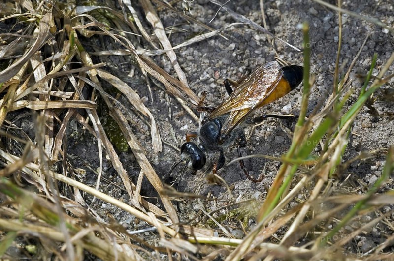 Golden digger wasp, Sand wasp (Sphex funerarius, Sphex rufocinctus) entering field cricket's burrow