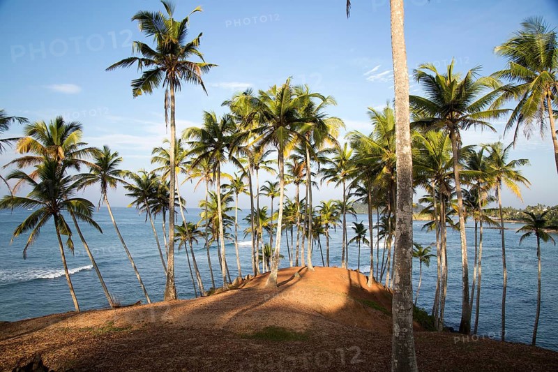 Tropical scenery of palm trees on a hillside by blue ocean, Mirissa, Sri Lanka, Asia