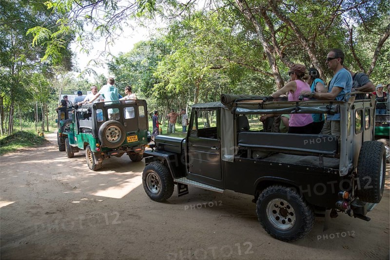 Elephant safari in Hurulu Eco Park biosphere reserve, Habarana, Anuradhapura District, Sri Lanka, Asia