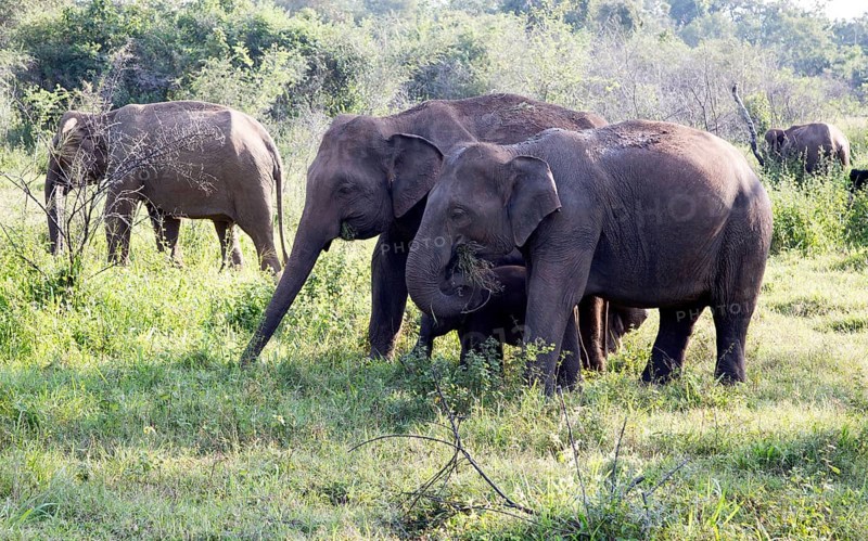 Wild elephants in Hurulu Eco Park biosphere reserve, Habarana, Anuradhapura District, Sri Lanka, Asia