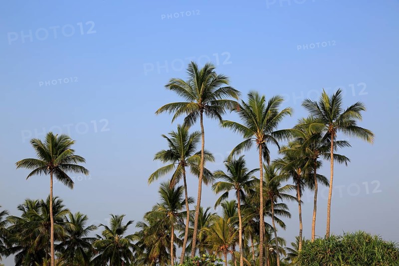 Coconut palm trees against deep blue sky, Nilavelli, Trincomalee, Sri Lanka, Asia