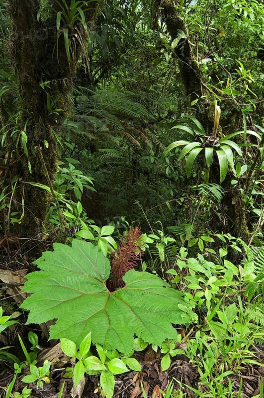 Cloud forest vegetation in Tapanti National Park, Orosi National Park, Costa Rica, Central America