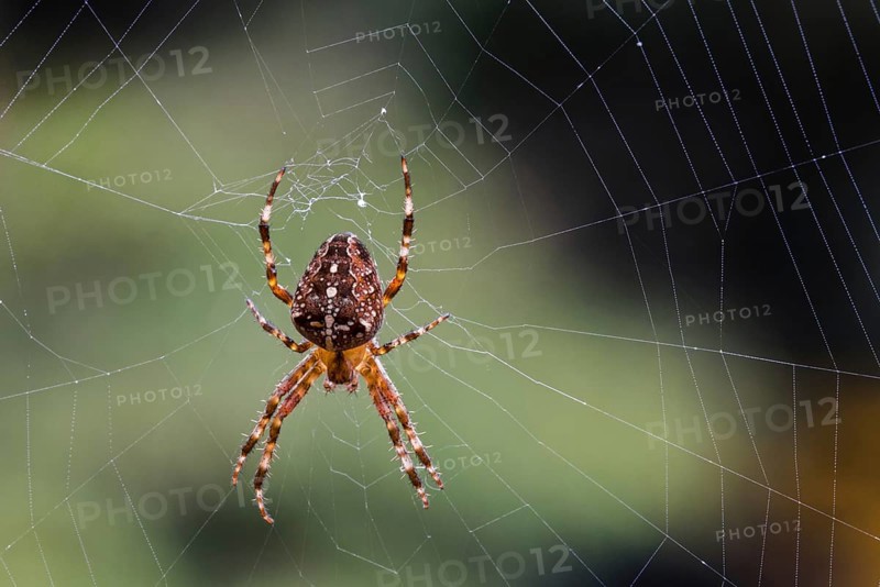 European garden spider, diadem spider, orangie, cross spider, crowned orb weaver (Araneus diadematus) female in orb web in autumn, fall