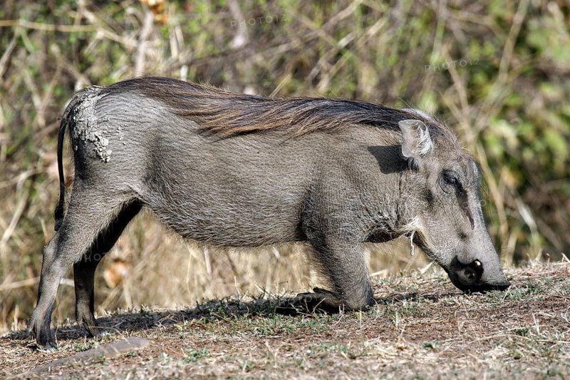 Kneeling common warthog (Phacochoerus aethiopicus) grazing in the Mole National Park, Ghana, West Africa, Africa