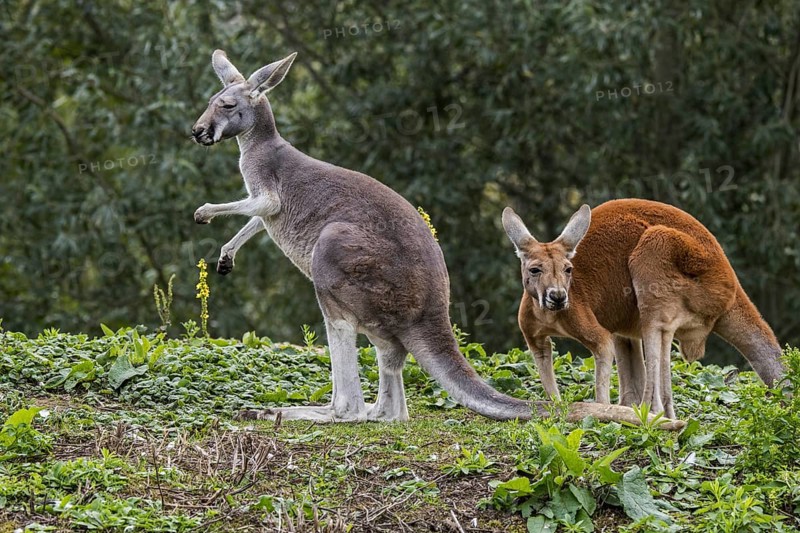 Red kangaroos (Macropus rufus) male and female, native to Australia