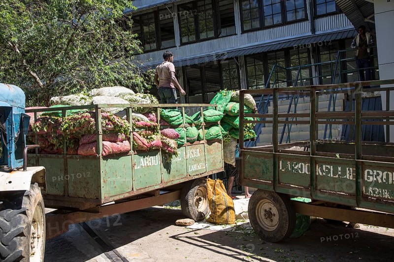 Freshly picked tea leaves arriving at Mackwoods tea estate factory, Nuwara Eliya, Central Province, Sri Lanka, Asia
