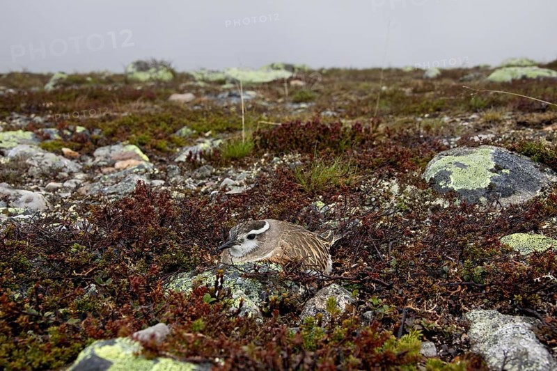 Eurasian Dotterel (Charadrius morinellus) nesting on the tundra, Sweden, Europe