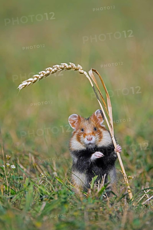 European hamster, Eurasian hamster, black-bellied hamster, common hamster (Cricetus cricetus) standing up to reach for wheat spike, ear in field