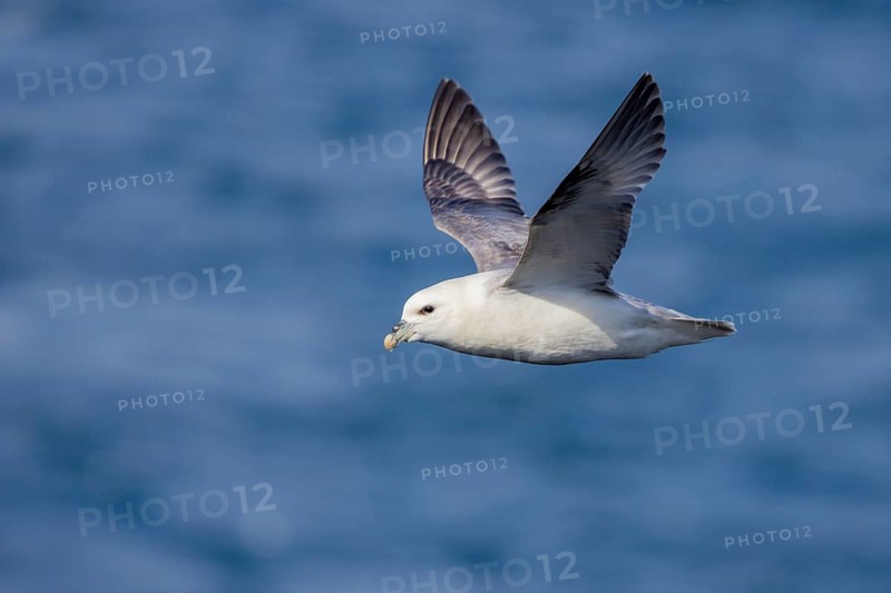 Northern fulmar (Fulmarus glacialis), in flight over the sea, Iceland, Europe
