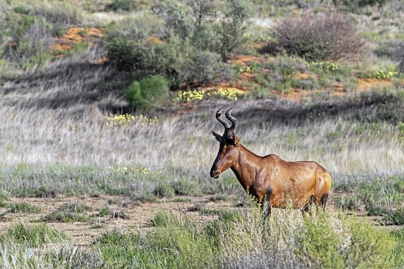 Red hartebeest, Cape hartebeest (Alcelaphus buselaphus caama) in the Kalahari Desert, Kgalagadi Transfrontier Park, Northern Cape, South Africa, Africa