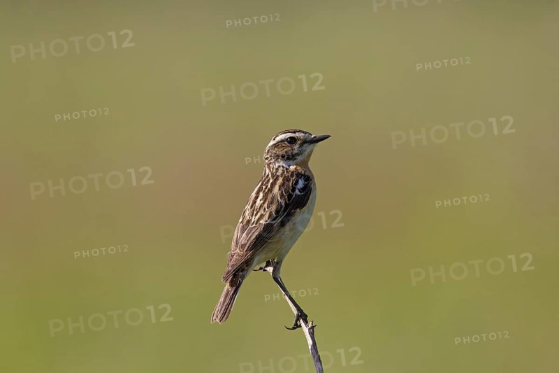 Whinchat (Saxicola rubetra) male perched