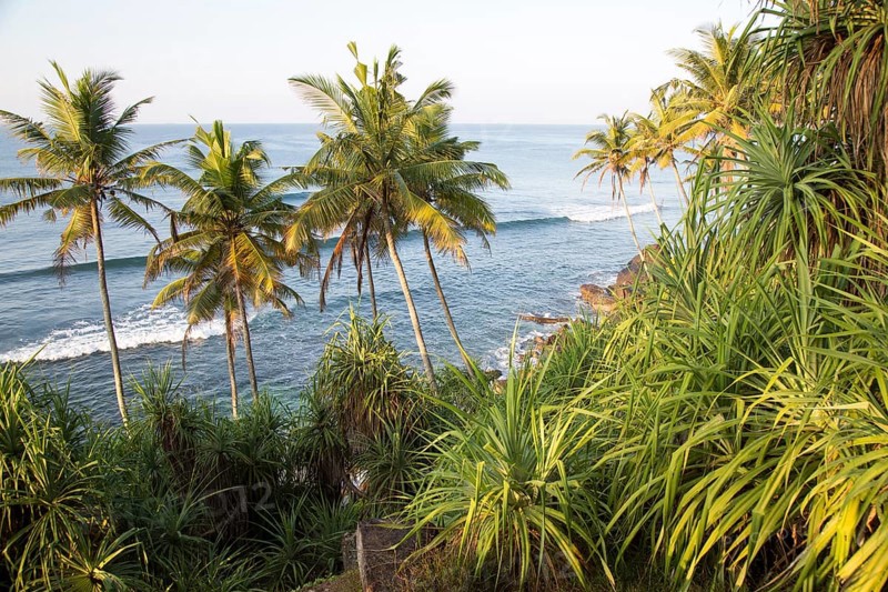 Tropical scenery of palm trees on a hillside by blue ocean, Mirissa, Sri Lanka, Asia