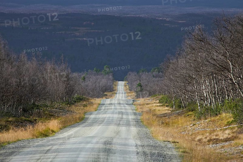 Desolate dirt road through birch forest in autumn, Jaemtland, Jaemtland, Sweden, Europe