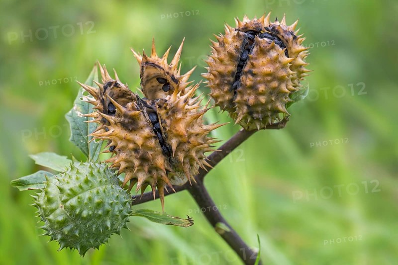 Thorn apple, jimsonweed, jimson weed, devil's snare, devil's trumpet (Datura stramonium), close-up of mature and immature seed capsules in autumn