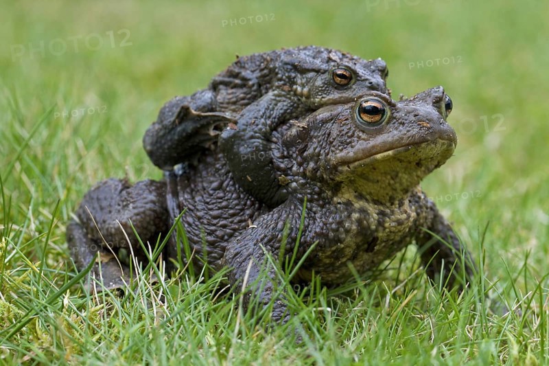 Common Toad, European Toad (Bufo bufo) pair migrating in amplexus to breeding pond in spring, Germany, Europe