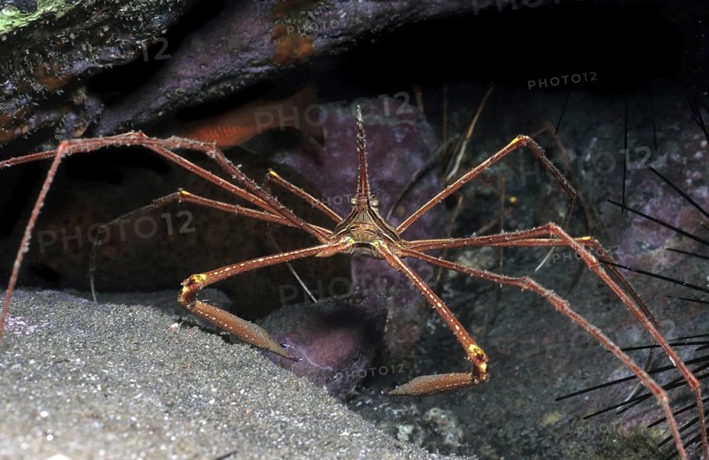 Single Atlantic spider crab (Stenorhynchus lanceloatus) sitting in front of a small cave dwelling, Eastern Atlantic, Macaronesian Archipelago, Fuerteventura, Canary Islands, Canary Islands, Spain, Europe