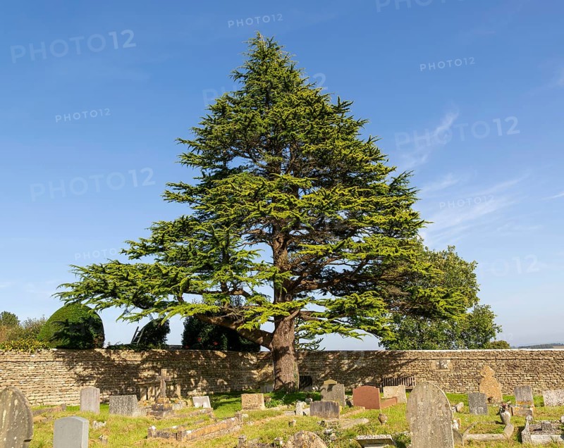 Atlas Cedar tree, Cedrus Atlantica, rural churchyard with gravestones, Colerne, Wiltshire, England, UK