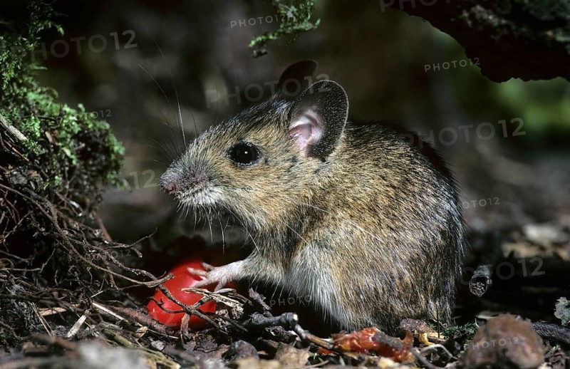 Wood mouse (Apodemus sylvaticus) eating rosehip