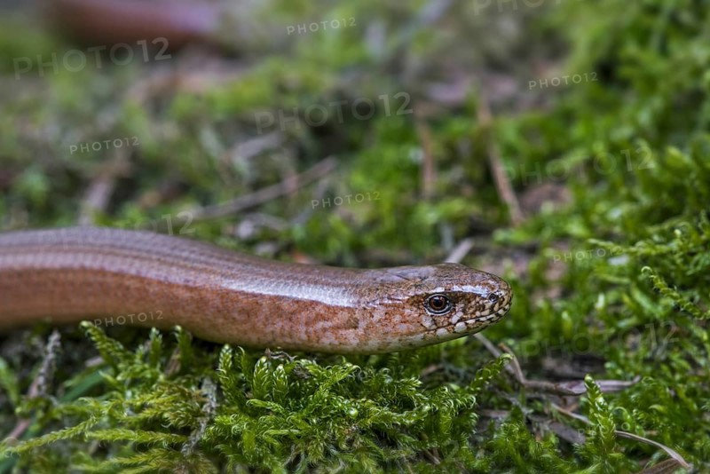 Male common slowworm, blindworm (Anguis fragilis) close up of head on moss in forest in spring