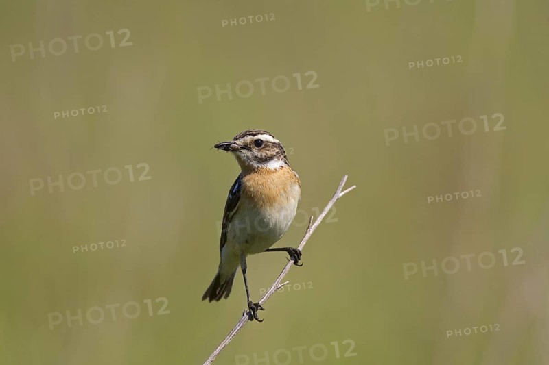 Whinchat (Saxicola rubetra) female with insect prey in beak