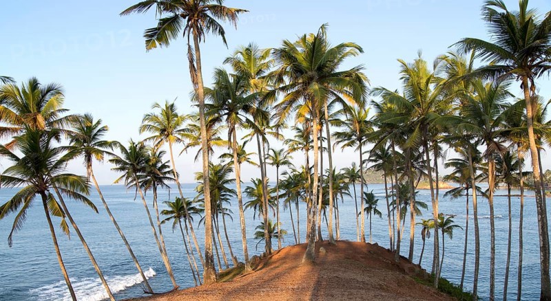 Tropical scenery of palm trees on a hillside by blue ocean, Mirissa, Sri Lanka, Asia