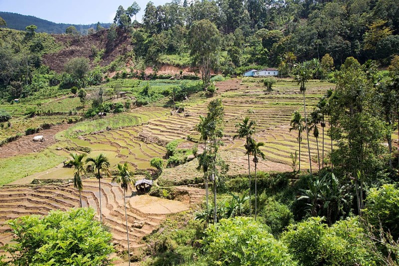 Paddy field rice farming terraces, Ella, Badulla District, Uva Province, Sri Lanka, Asia