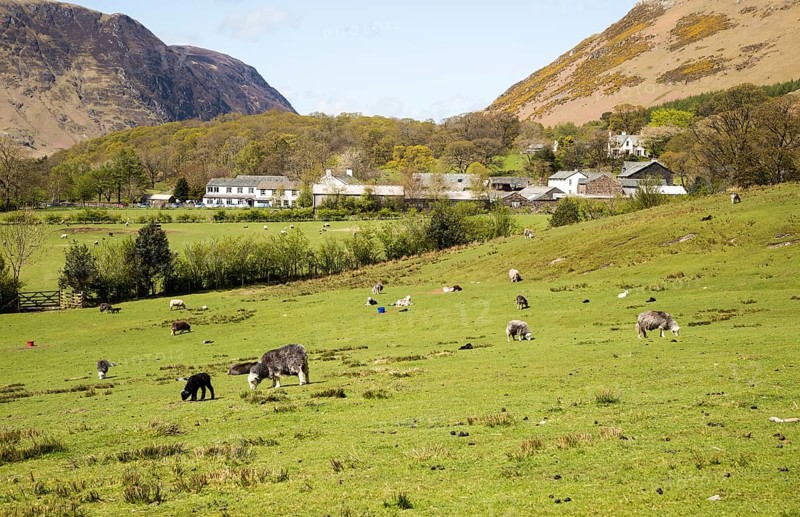 Fields around the village of Buttermere, Lake District national park, Cumbria, England, UK