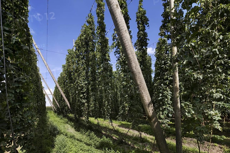 Harvesting of hops (Humulus lupulus), Poperinge, Belgium, Europe