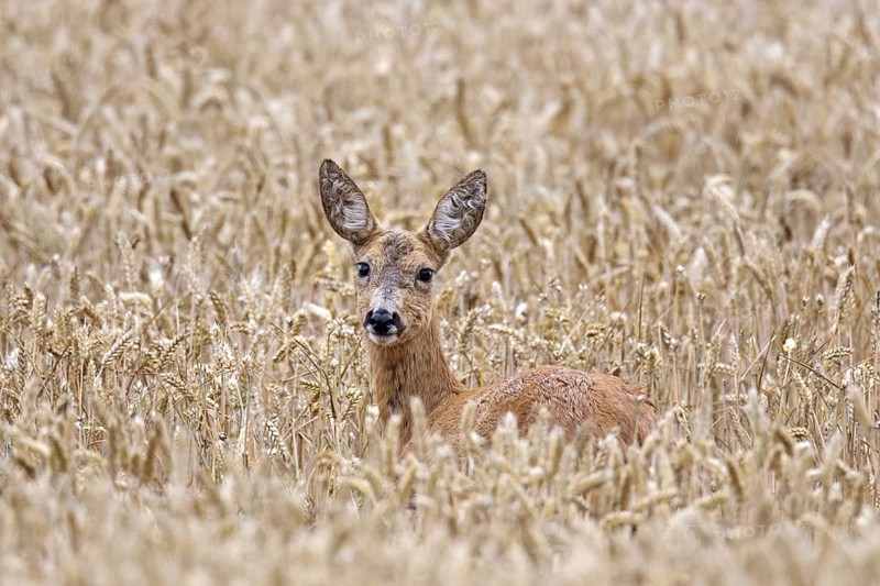 European roe deer (Capreolus capreolus) female, doe foraging in cereal field, cornfield, wheat field in summer