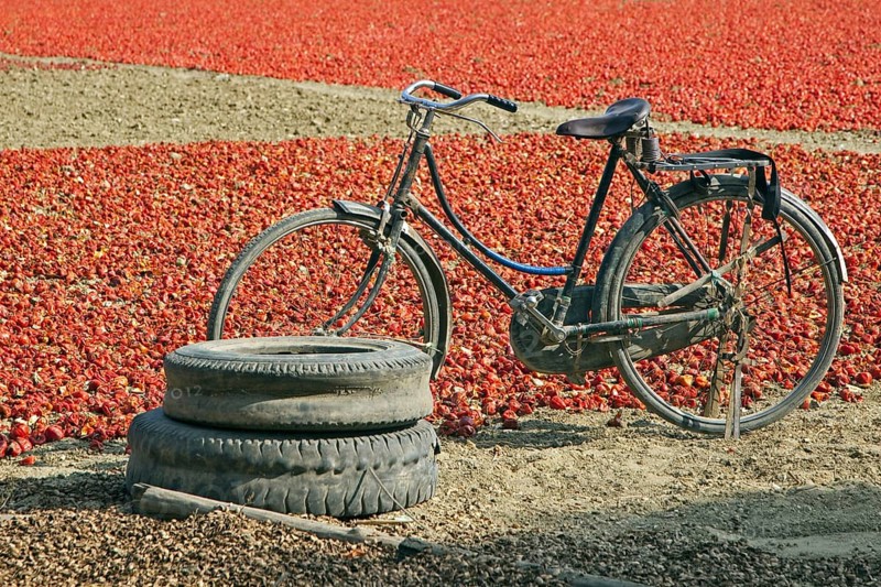 Old bicycle standing in front of field with harvested red bell peppers drying in the sun, Mandalay Region, Myanmar, Burma, Asia