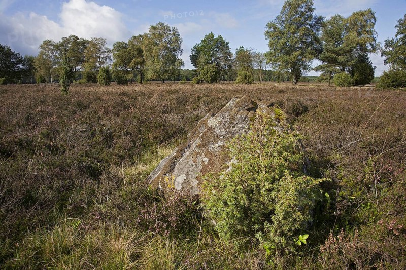 Erratic block, travelled stone on the Lueneburg Heath, Lunenburg Heathland, Lower Saxony, Germany, Europe