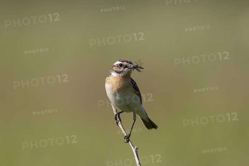 Whinchat (Saxicola rubetra) female with insect prey in beak