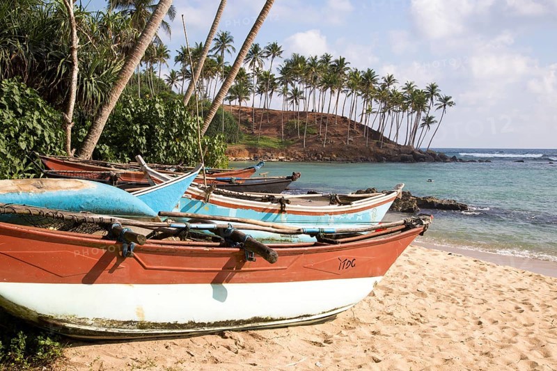 Brightly coloured fishing canoes under coconut palm trees of tropical sandy beach, Mirissa, Sri Lanka, Asia