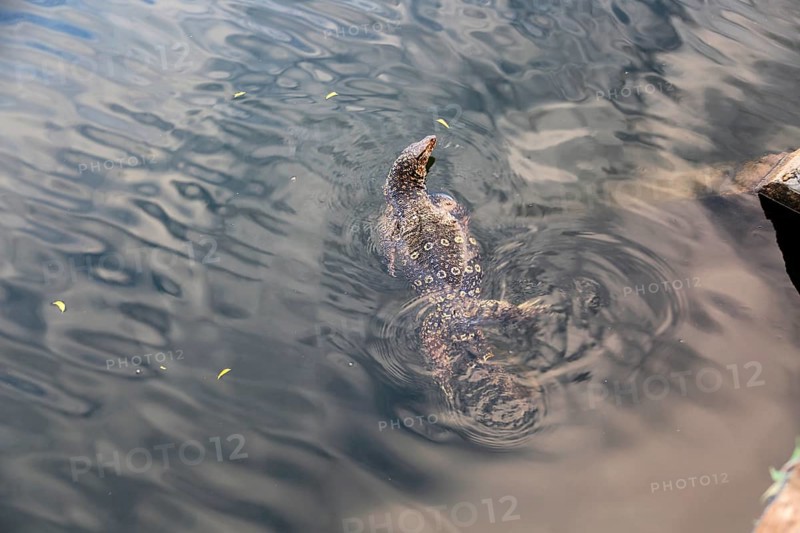 Water monitor (Varanus salvator) in lake, Polonnaruwa, North Central Province, Sri Lanka, Asia