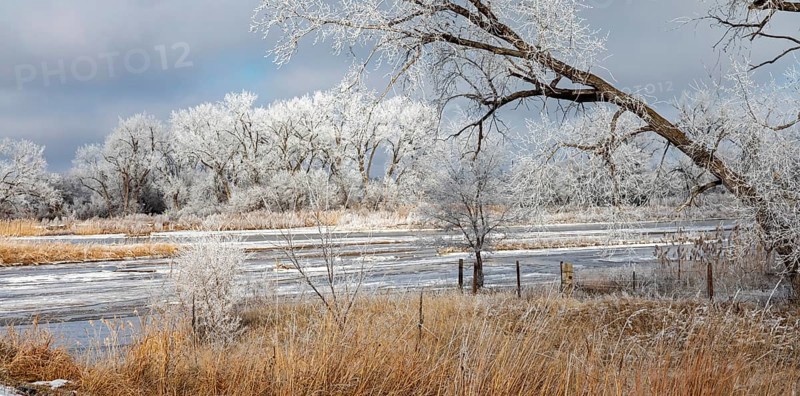 Kearney, Nebraska, Frost on trees along the Platte River on a January day