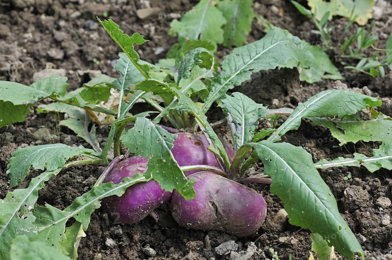 White turnip (Brassica rapa) in field in summer