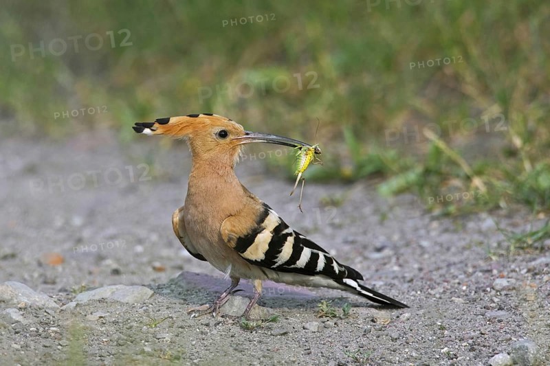 Eurasian hoopoe (Upupa epops) on the ground with caught cricket prey in beak