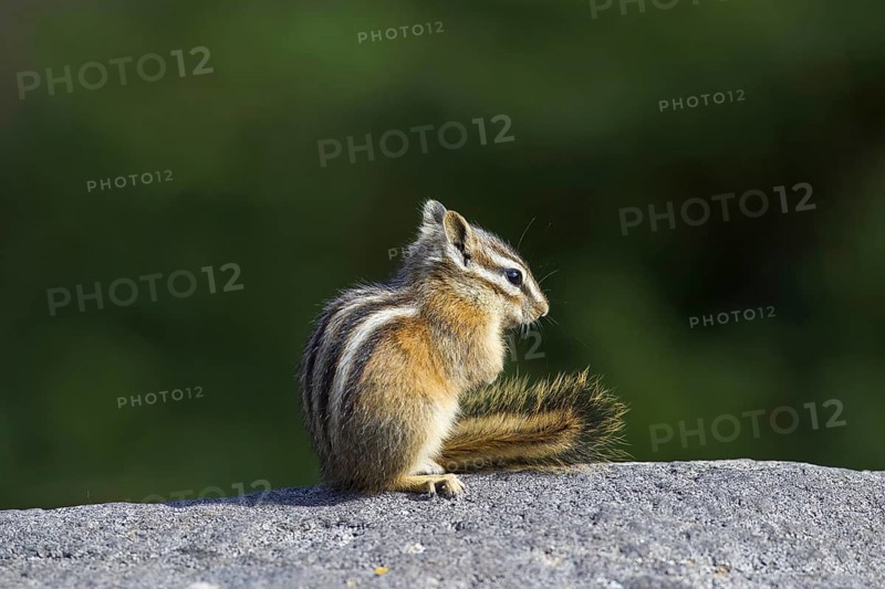 Least chipmunk (Tamias minimus, Neotamias minimus) on rock, native to North America