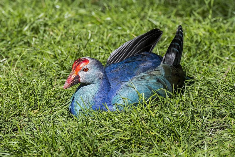 Western swamphen, sultana bird (Porphyrio porphyrio) resting on the shore
