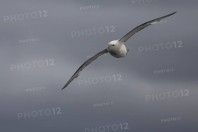 Northern fulmar (Fulmarus glacialis), in flight against the sky, Iceland, Europe
