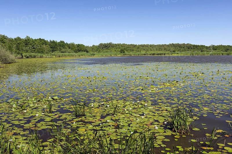 Steinhuder Meer, Lake Steinhude in the Hannoversche Moorgeest, Hanoverian Moor Geest in summer, Lower Saxony, Germany, Europe