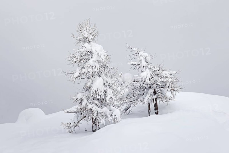 European larch trees (Larix decidua) in the snow in winter, Gran Paradiso National Park, Valle d'Aosta, Italy, Europe